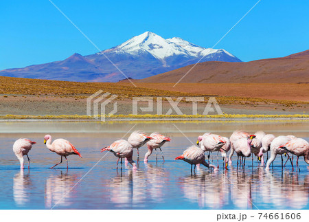 Flamingo in Bolivia Flamingo in Bolivia 74661606