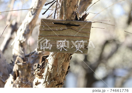 樹木　山茱萸（さんしゅゆ）（春黄金花） 74661776