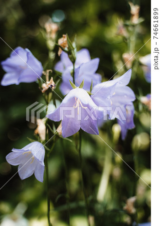 photo of peach leaved bellflower in the nature photo of peach leaved bellflower in the nature 74661899
