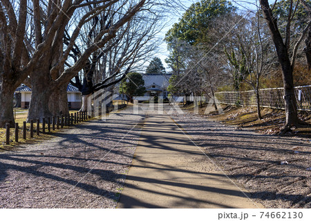 三里塚御料牧場記念館 早春のマロニエ並木と影 三里塚御料牧場記念館 早春のマロニエ並木と影 74662130