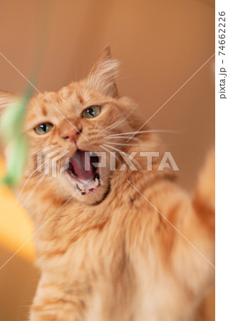 猫じゃらしで遊ぶ猫 茶トラ猫 猫じゃらしで遊ぶ猫 茶トラ猫 74662226