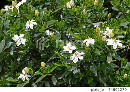 クチナシの花 74662279