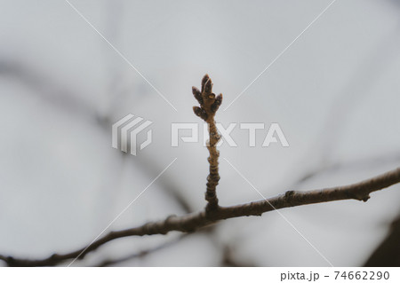 冬を乗り越えた桜の蕾 74662290