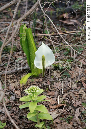 水芭蕉とフキノトウ 74662555