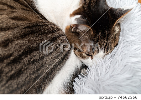 眠る猫　キジトラ猫 74662566