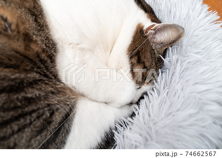 丸まって眠る猫　キジトラ猫 74662567