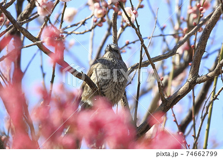 満開の梅の花とヒヨドリ 満開の梅の花とヒヨドリ 74662799