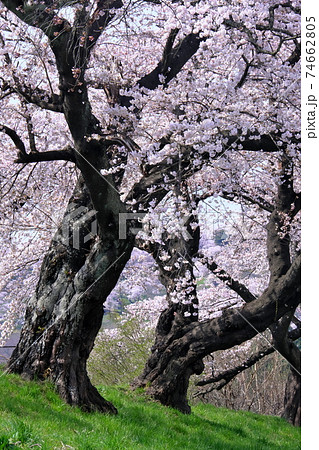 桜並木 桜並木 74662805