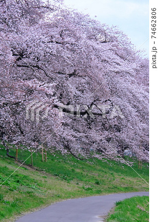 桜並木 74662806