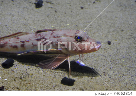 ホウボウ ホウボウ 74662814