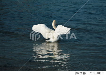 Swans 74663010