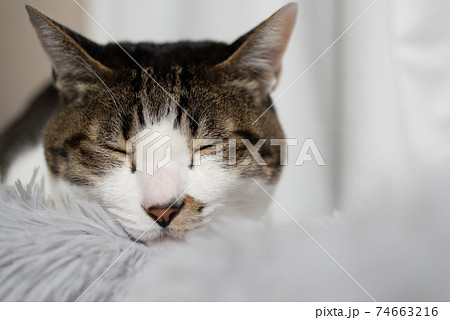 眠る猫 キジトラ猫 眠る猫 キジトラ猫 74663216