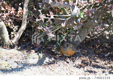 アカハラ アカハラ 74663339