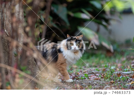 見つめる三毛猫の写真素材