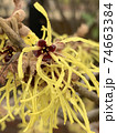 マンサクの花2 74663384