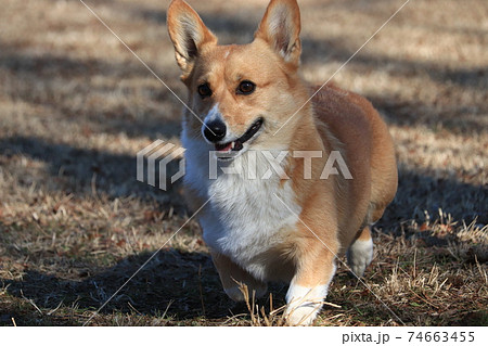 こちらに歩いてくるコーギー 74663455