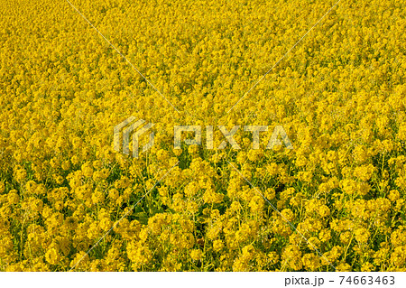 菜の花イメージ 菜の花イメージ 74663463