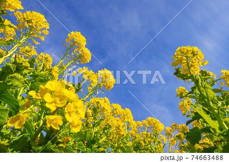 菜の花イメージ 菜の花イメージ 74663488