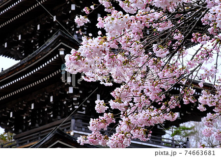 寺の桜 74663681