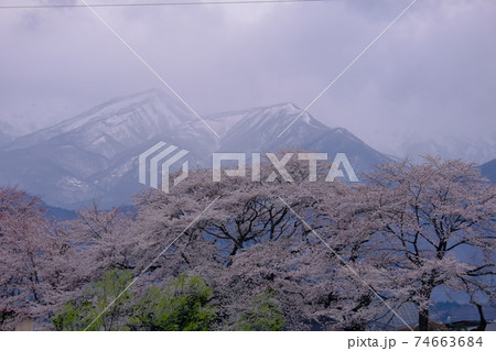 雪山と桜 雪山と桜 74663684