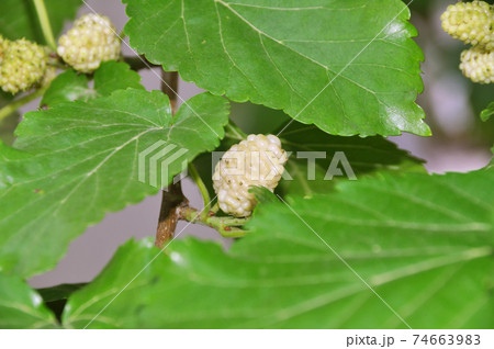 Delicious vitamin and ripe white mulberry in its natural environment Delicious vitamin and ripe white mulberry in its natural environment 74663983