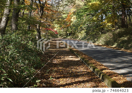 落葉に敷き詰められた歩道 74664023