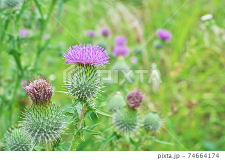 赤いアメリカオニアザミの花 赤いアメリカオニアザミの花 74664174