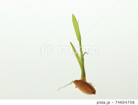 種もみの発芽と成長 種もみの発芽と成長 74664708