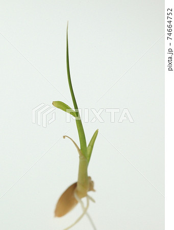 種もみの発芽と成長 種もみの発芽と成長 74664752
