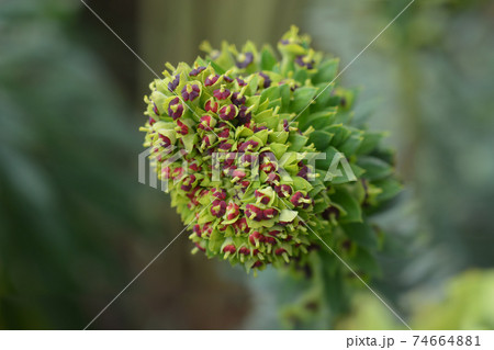 Spurge Black Pearl 74664881