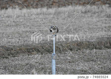 手賀沼の野鳥　コミミズク　千葉県我孫子市 74665024