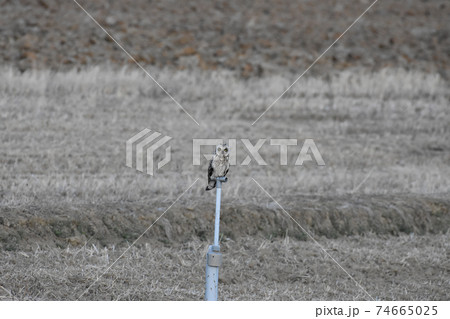 手賀沼の野鳥　コミミズク　千葉県我孫子市 74665025