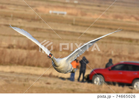 手賀沼の野鳥　オオハクチョウ　千葉県我孫子市 74665026