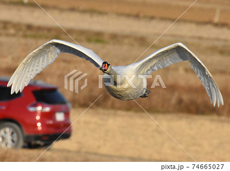 手賀沼の野鳥 オオハクチョウ 千葉県我孫子市 手賀沼の野鳥 オオハクチョウ 千葉県我孫子市 74665027
