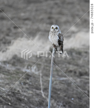 手賀沼の野鳥 コミミズク 千葉県我孫子市 手賀沼の野鳥 コミミズク 千葉県我孫子市 74665028