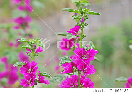 赤いゼニアオイの花 赤いゼニアオイの花 74665182