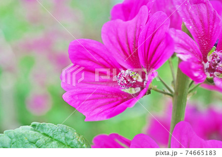 赤いゼニアオイの花 74665183