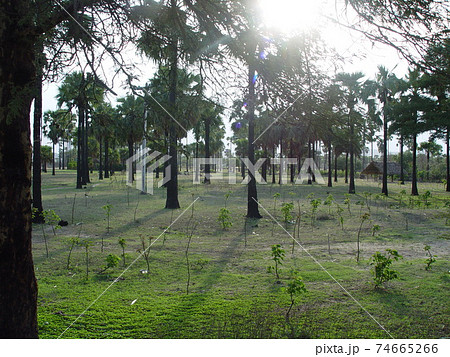 疎林・陽光(マンダレー-バガン間/ミャンマー) 疎林・陽光(マンダレー-バガン間/ミャンマー) 74665266