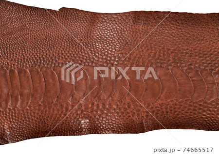 Ostrich leg leather brown isolated on a white background 74665517