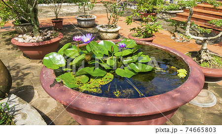 ベトナム・五行山 水鉢に浮かぶハスの花 74665803