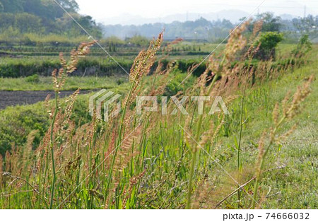 風になびくスイバ 74666032