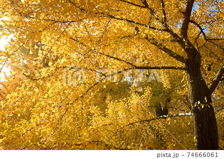 Beautiful yellow ginkgo tree in nature park,autumn landscape. 74666061