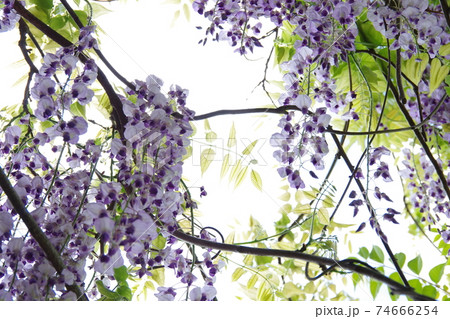 陽に透ける藤の花 74666254