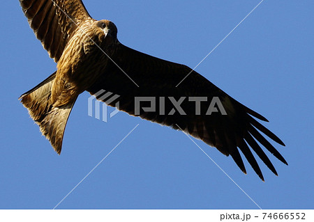 飛びながらこちらを窺って様子を見るトビの写真素材
