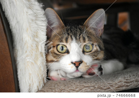 生後6か月齢のサバトラ　お気に入りの食卓の椅子の上 74666668