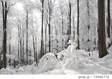 View of winter beech forest on a frosty, sunny morning 74666770