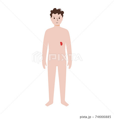 Internal organs in male body Internal organs in male body 74666885