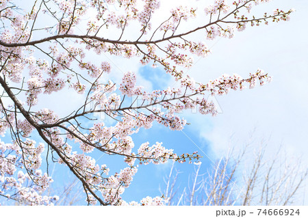 春 花 桜 74666924