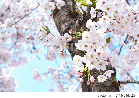 春 花 桜 74666925