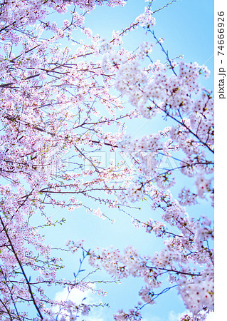 春 花 桜 74666926